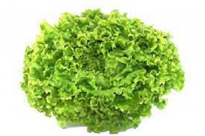 Salad - Batavia green leaves