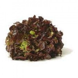 Salad - brown oak leaves