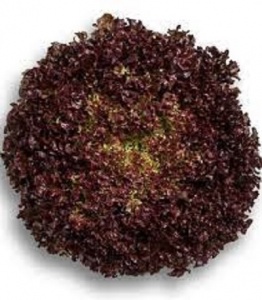 Salad - Lollo rossa lettuce