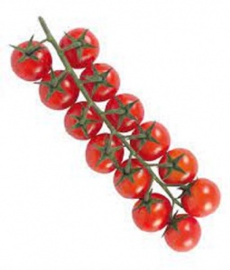 Tomato - cherry on the vine